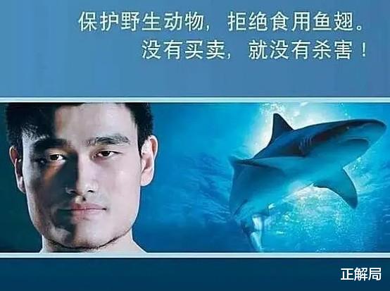 姚明被骗13年：呼吁中国人不吃鱼翅，鲨鱼为何更濒危？(1)